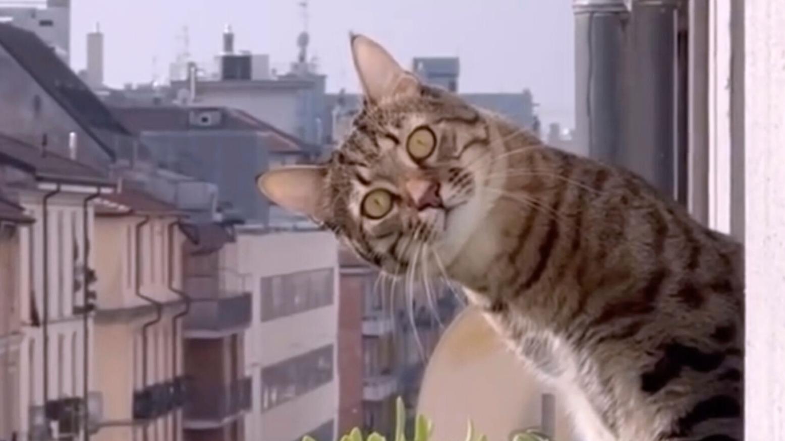 Now playing in movie theaters: 73 minutes of cat videos, for a good cause
